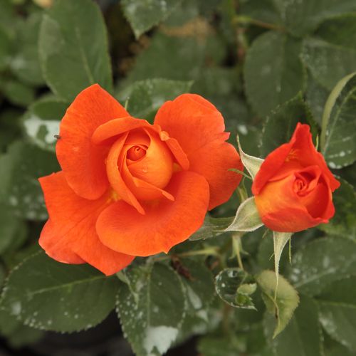 Rosa  Christchurch™ - oranžová - Stromkové růže, květy kvetou ve skupinkách - stromková růže s keřovitým tvarem koruny